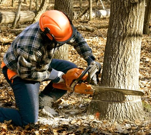 Tree Removal in Bass Harbor, ME